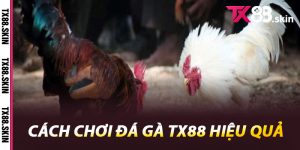 Cách Chơi Đá Gà Tx88 Hiệu Quả