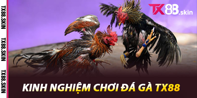 Kinh Nghiệm Chơi Đá Gà Tx88